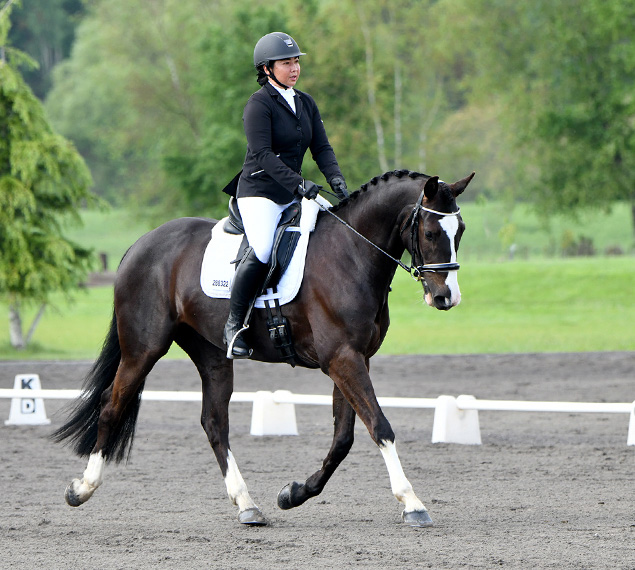 Dressage Bay of Plenty